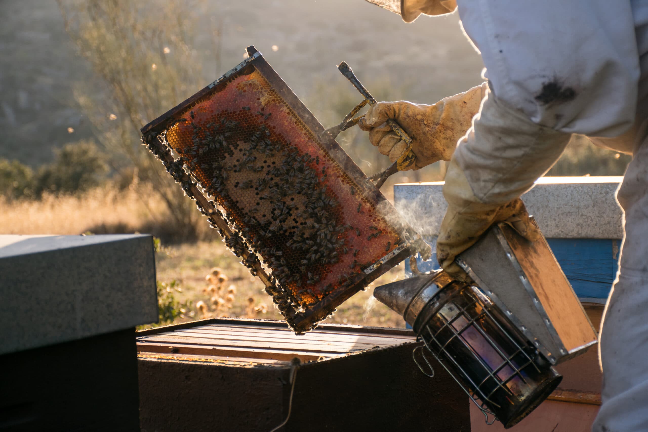A Honey Outlaw inspecting a hive on a working Central Texas property.