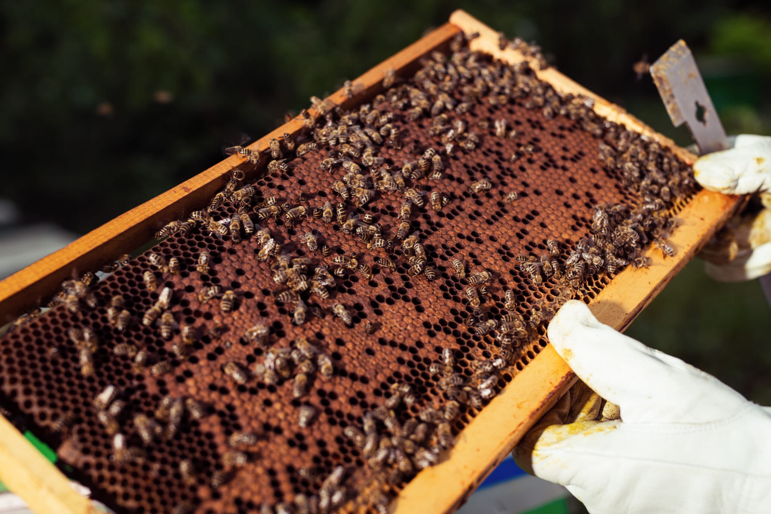 A beekeeper is inspecting the pattern of a frame brood.