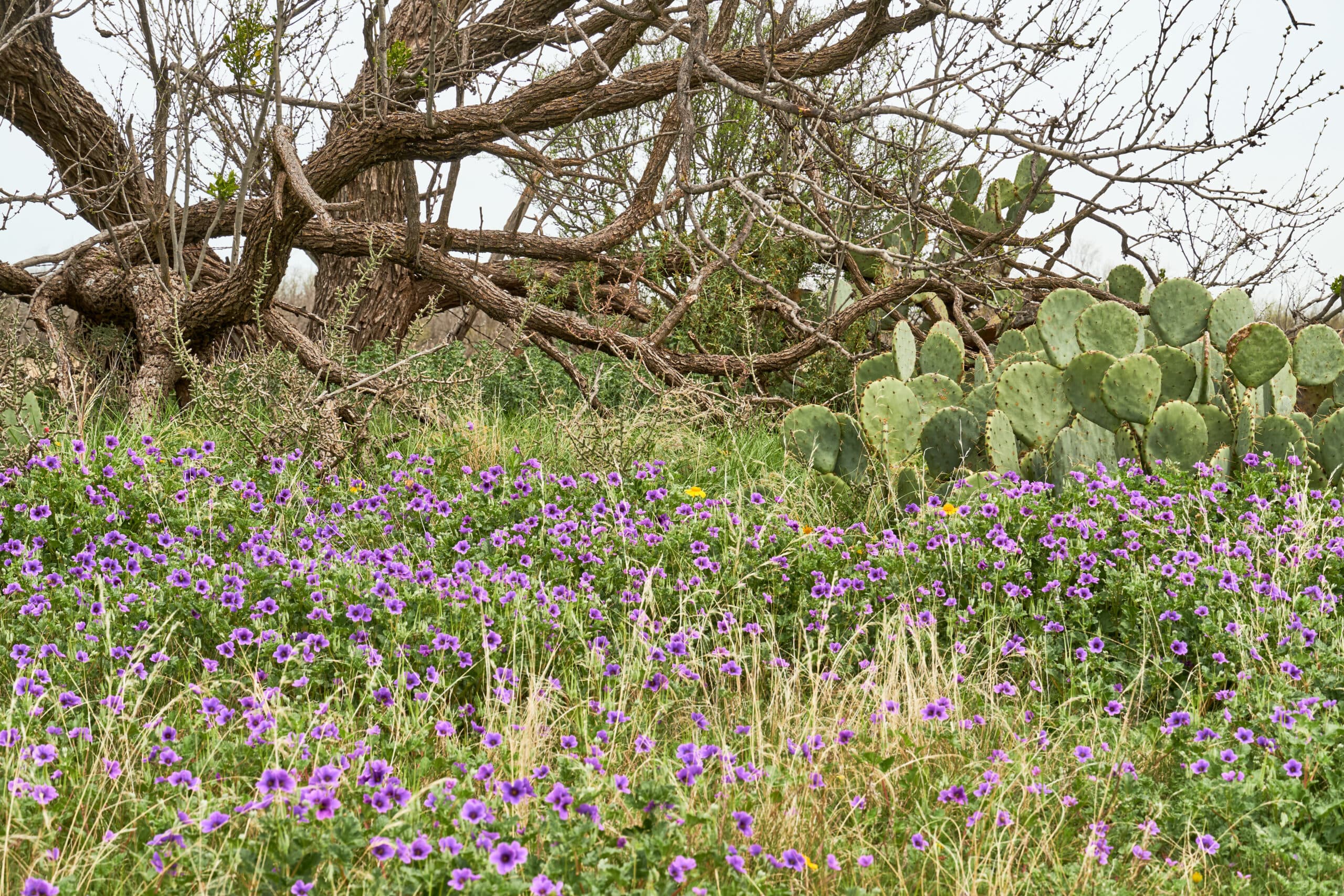 Texas rural land too rough for livestock but ideal for bees with wildflowers and cactus blooms.
