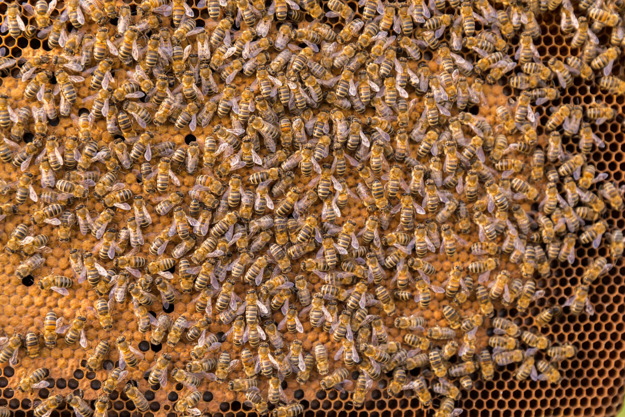 Honey Outlaws bees covering a frame of sealed brood