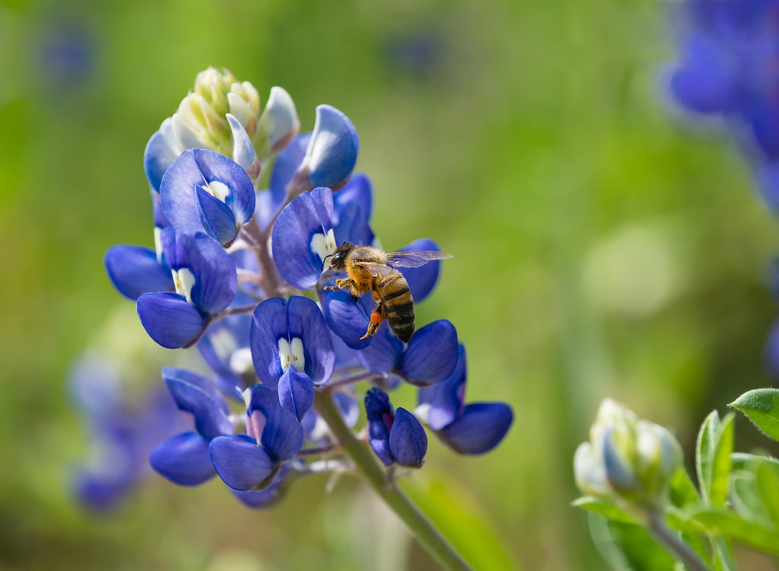 A Honey Outlaws bee gathering pollen from a bluebonnet.