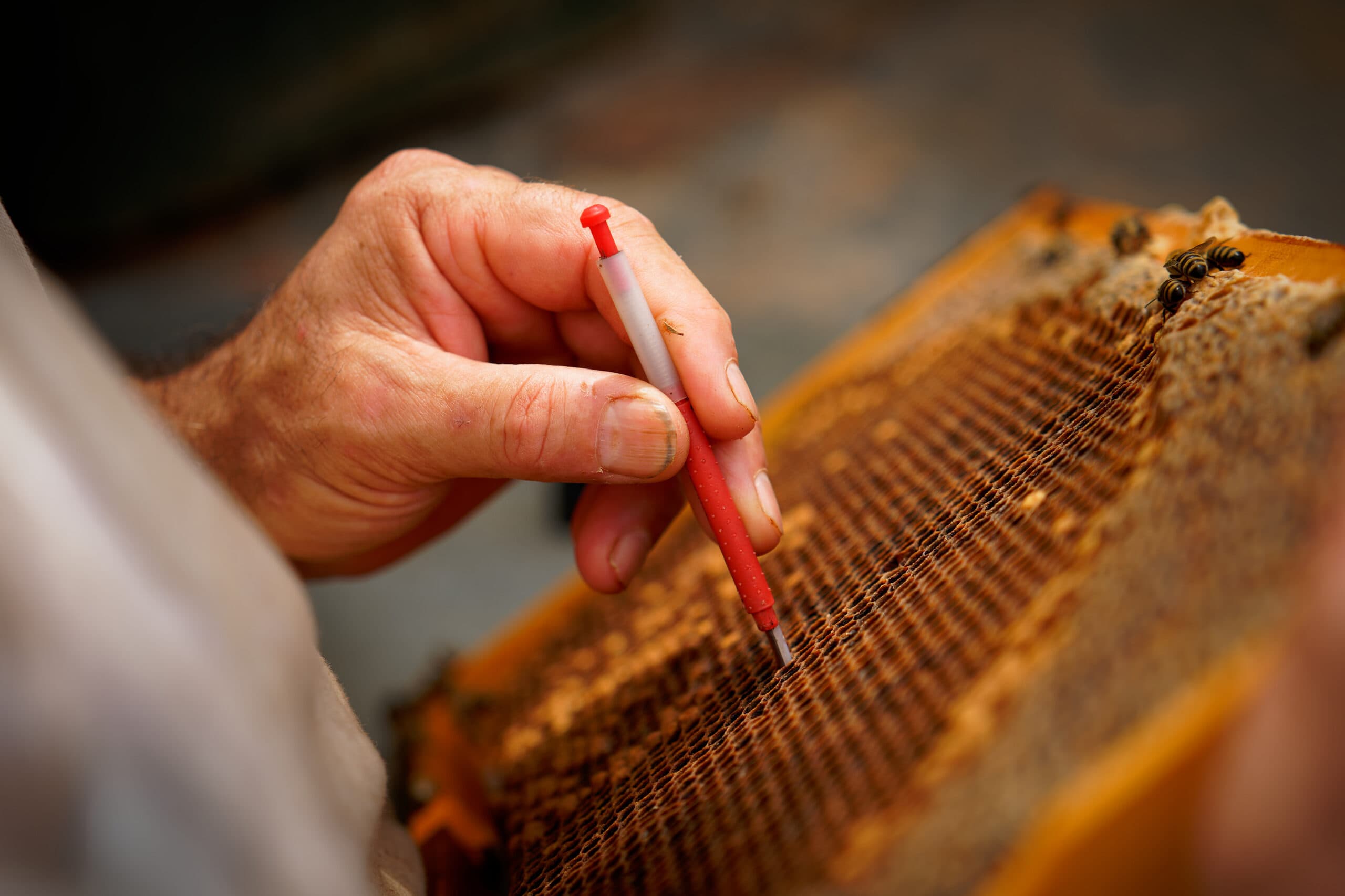 Honey Outlaws beekeeper grafting queen cells to raise survivor-stock queens