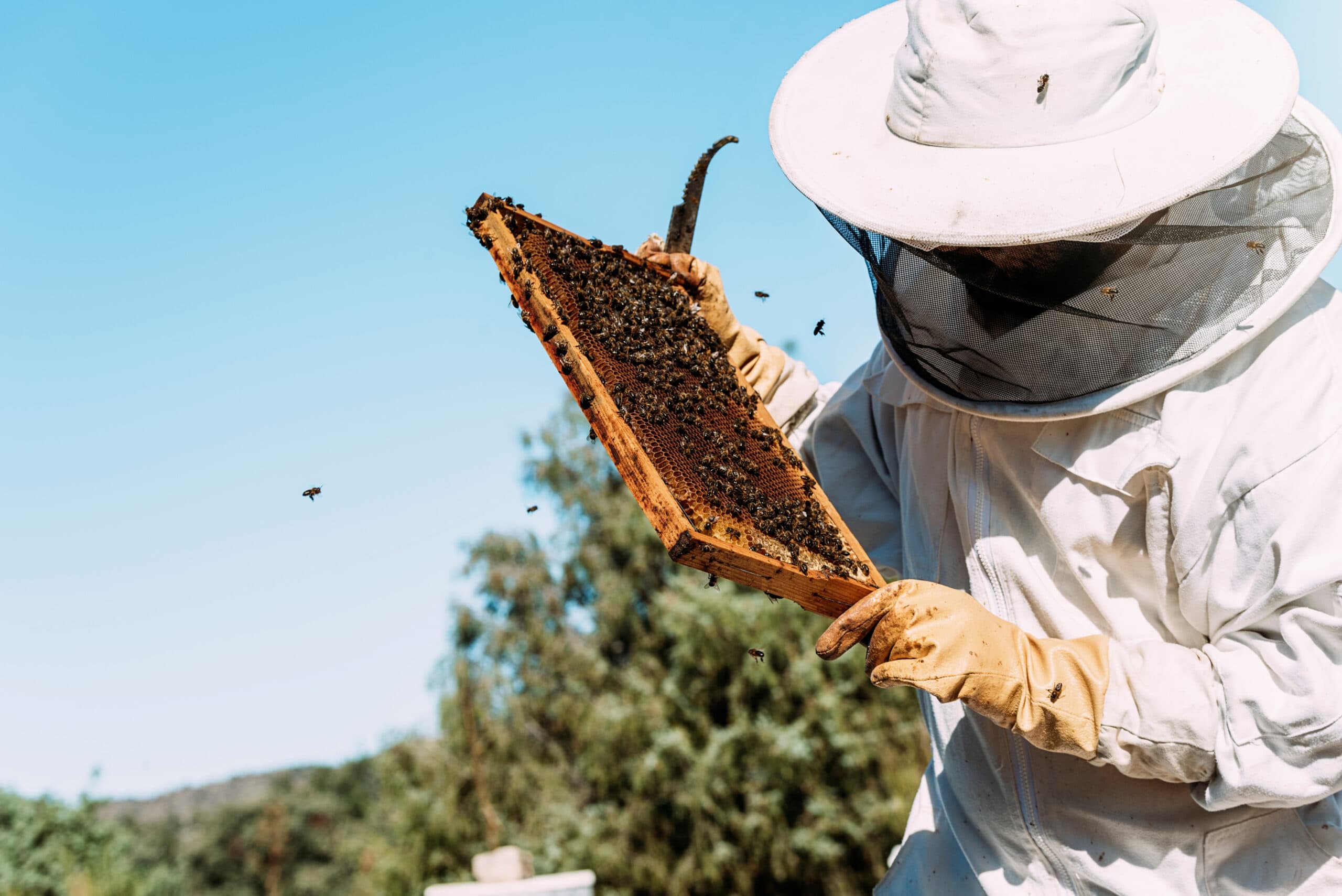 Honey Outlaws beekeeper inspecting a frame of bees in a Central Texas apiary
