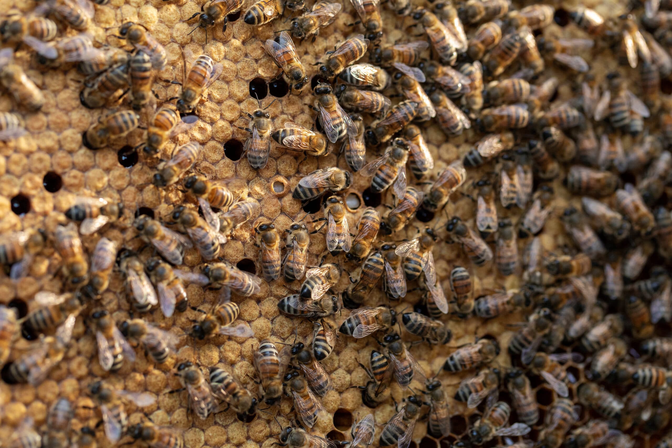 Capped brood from a hive in a dry Central Texas apiary