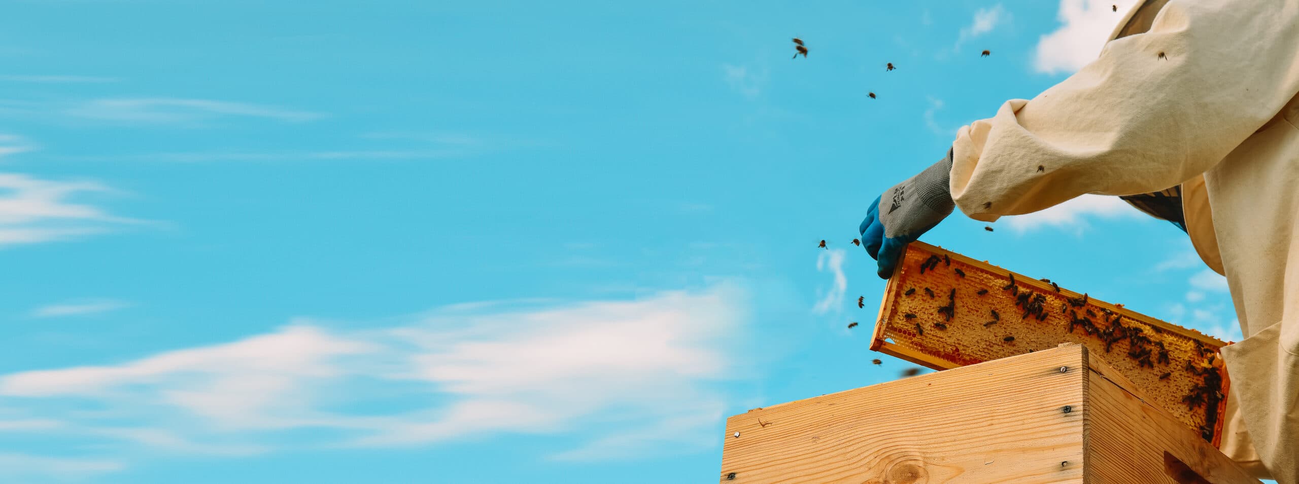 Honey Outlaws beekeeper lifting a frame from a hive under the Texas sky