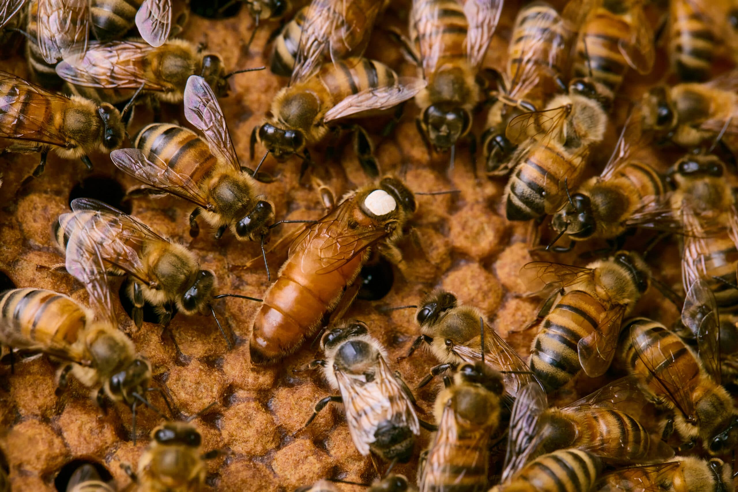 A marked a queen bee on a brood frame in a Texas apiary surrounded by her retinue