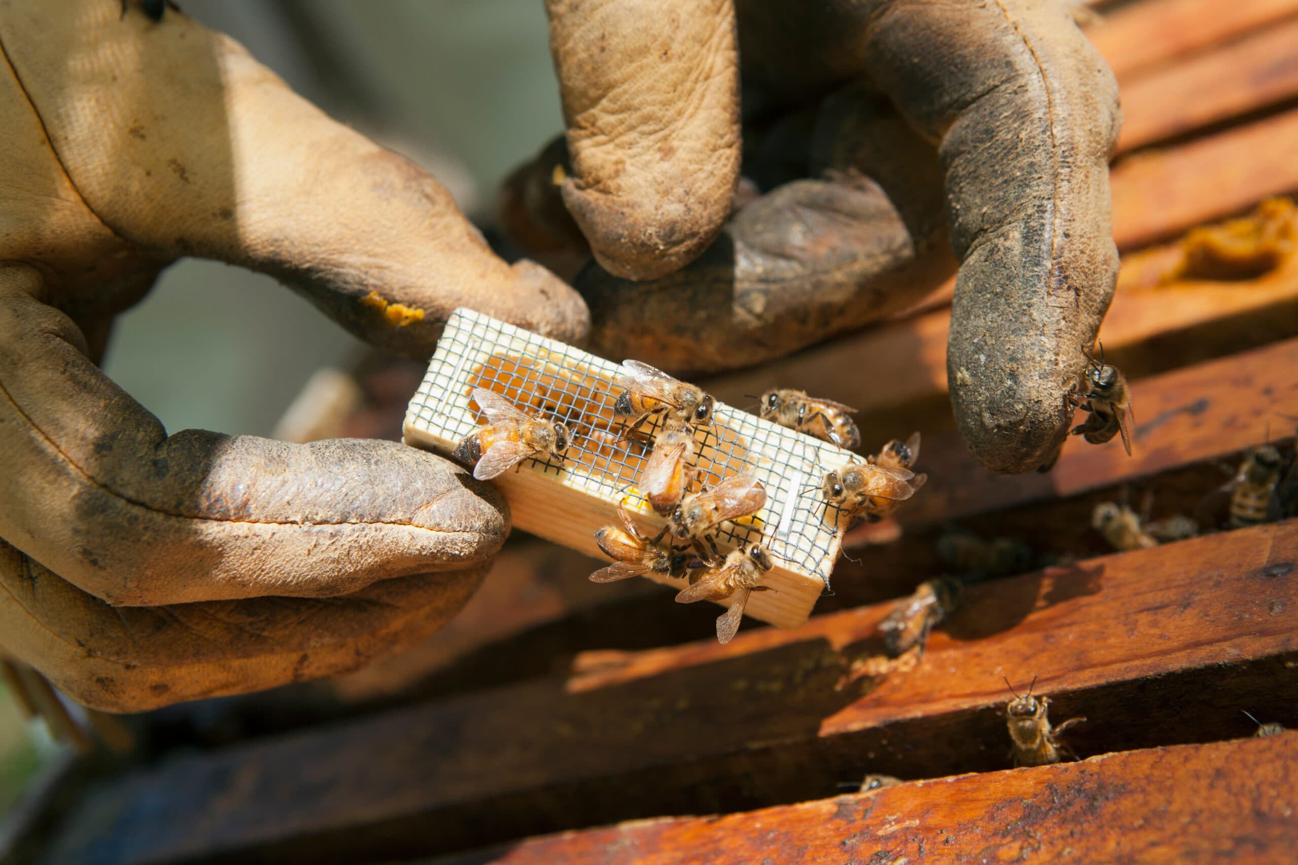 Beekeeper introducing a new queen bee in an introduction cage to the hive