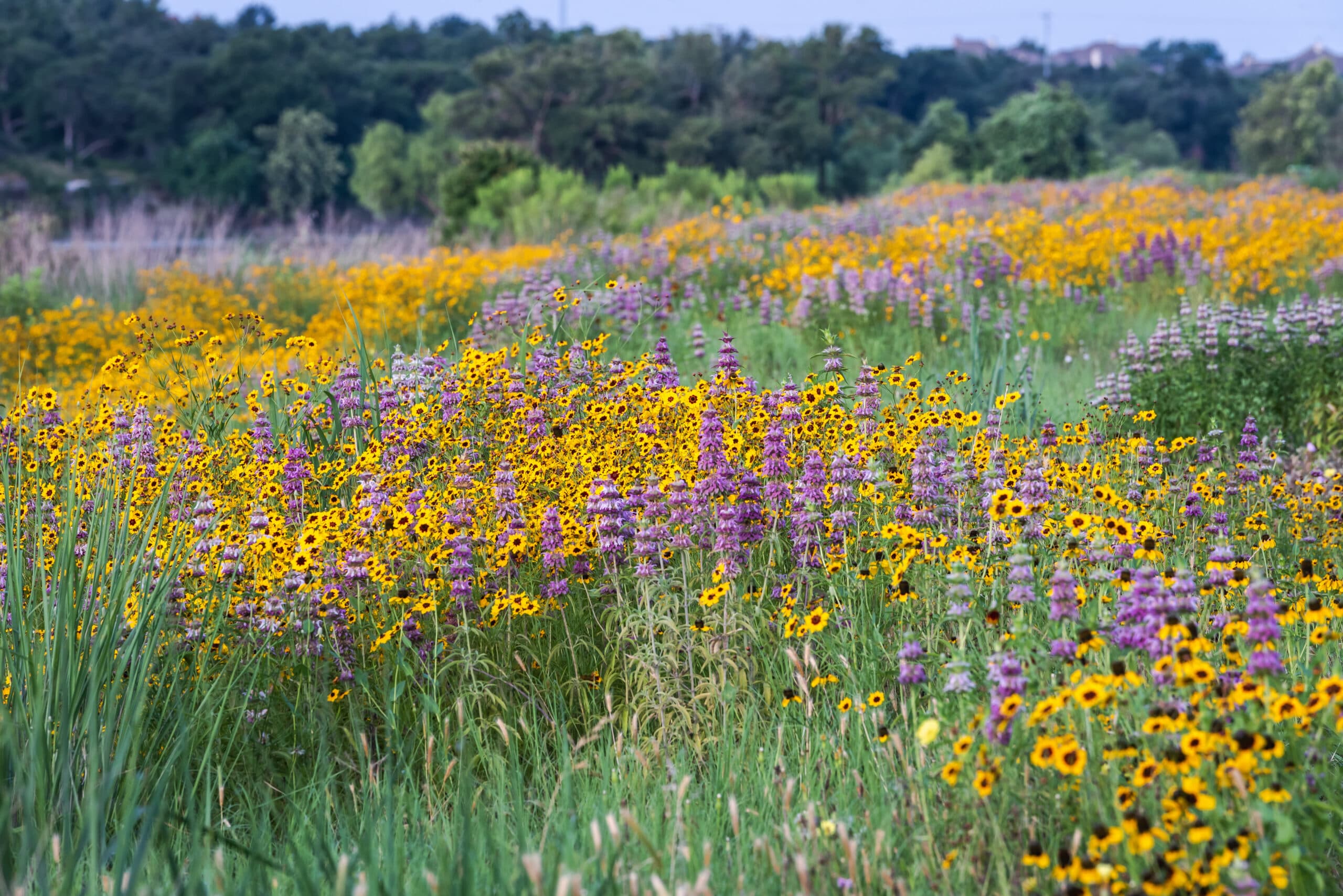 Texas Wildflowers in summer the deep yellows, purples and reds