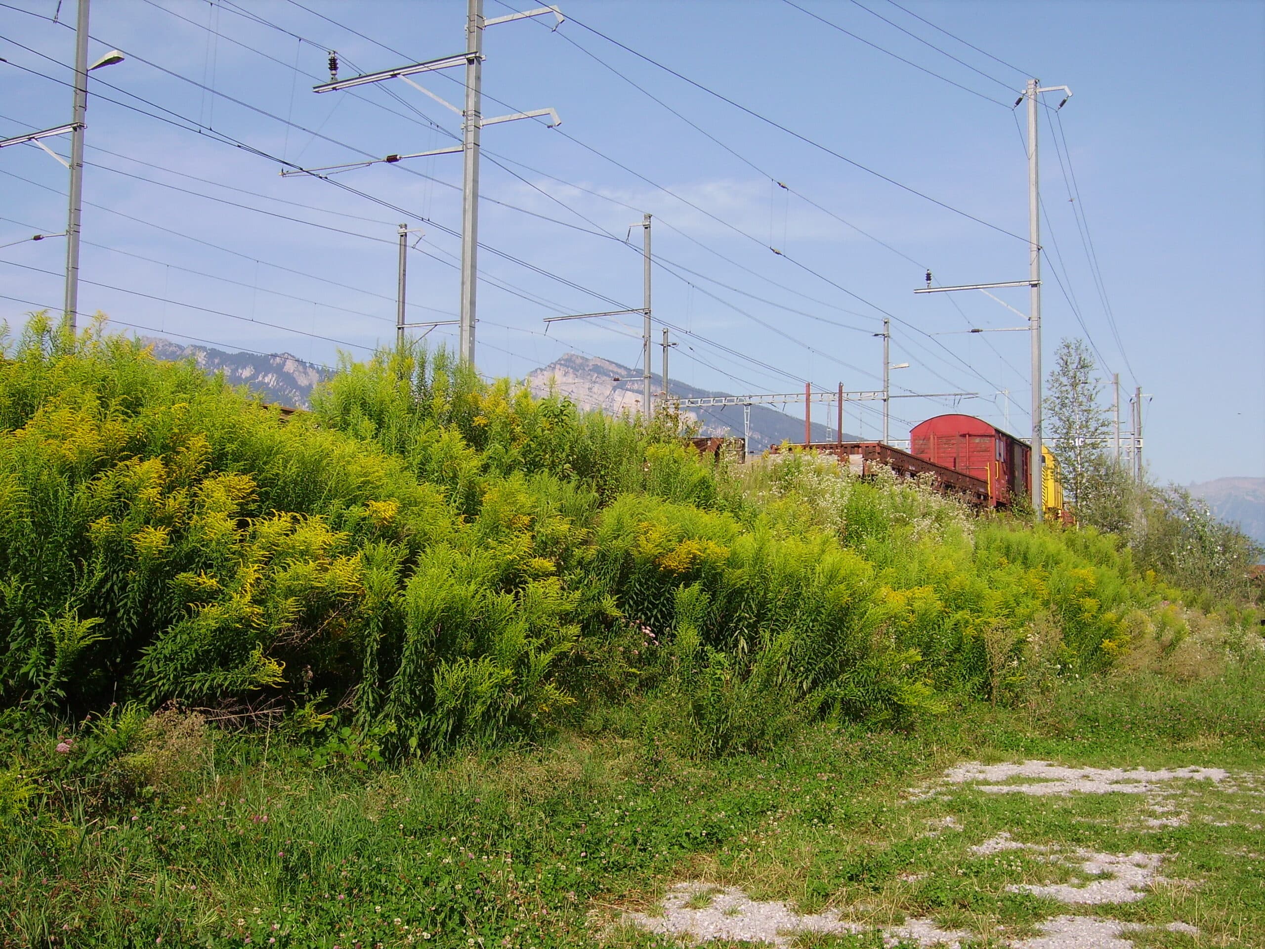 Goldenrod (Solidago spp.) growing densely in natural habitat — masses of yellow flower clusters on arching stems, providing the last major nectar flow of the year for honeybees before winter