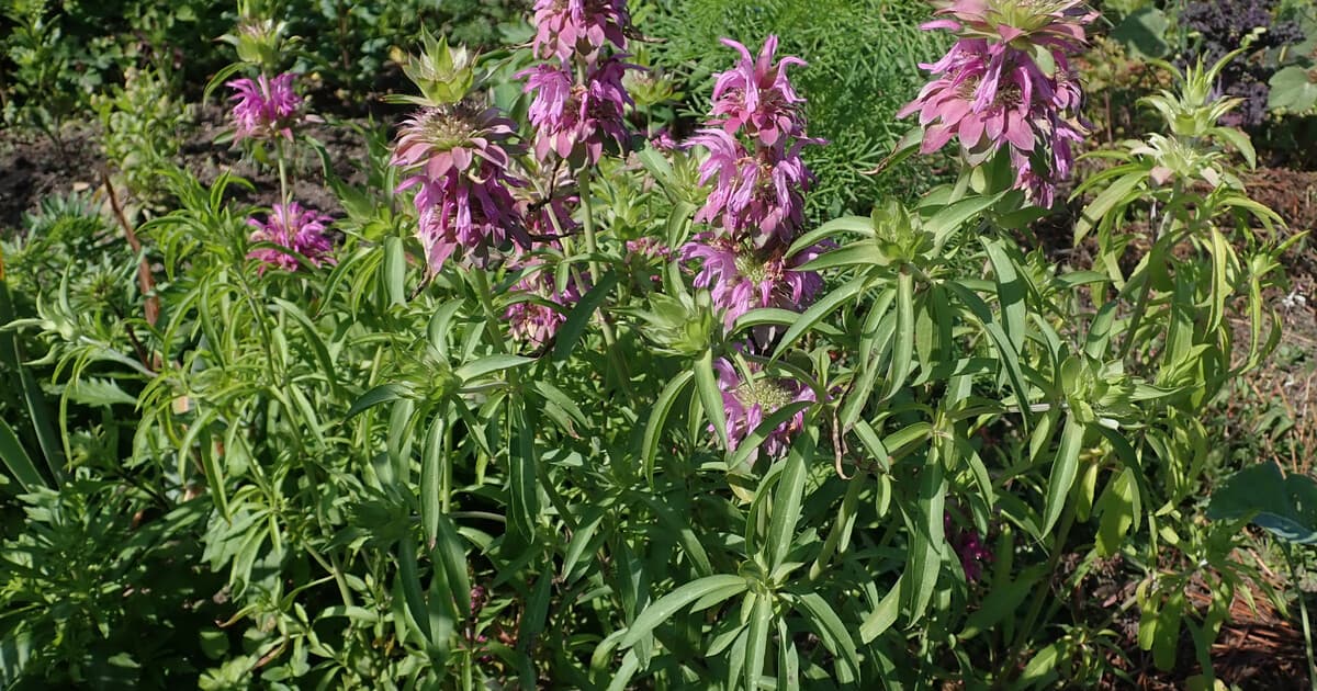 Horsemint at full bloom — Monarda citriodora with lavender-pink whorled flower clusters on square stems, a summer dearth forage source for honeybees and native bees in Central Texas