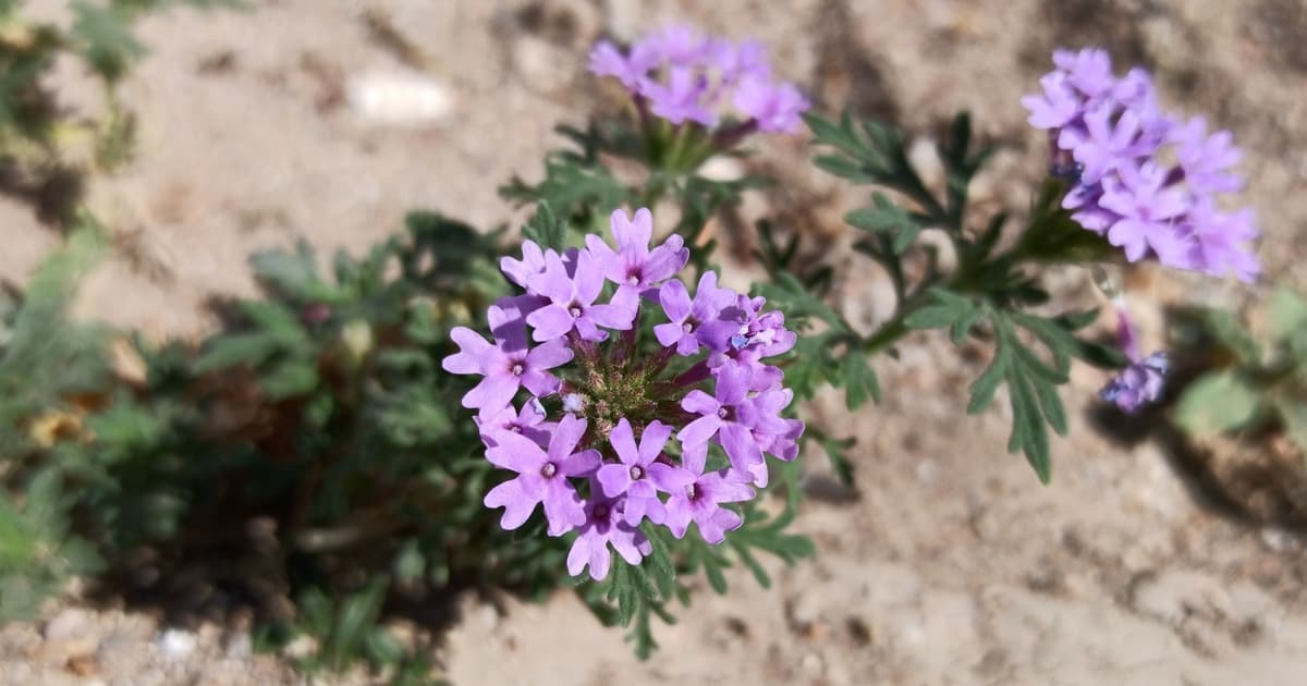 Prairie verbena spreading across open ground in Texas — low mat-forming plant with purple bloom clusters, a persistent honeybee nectar source from March through October