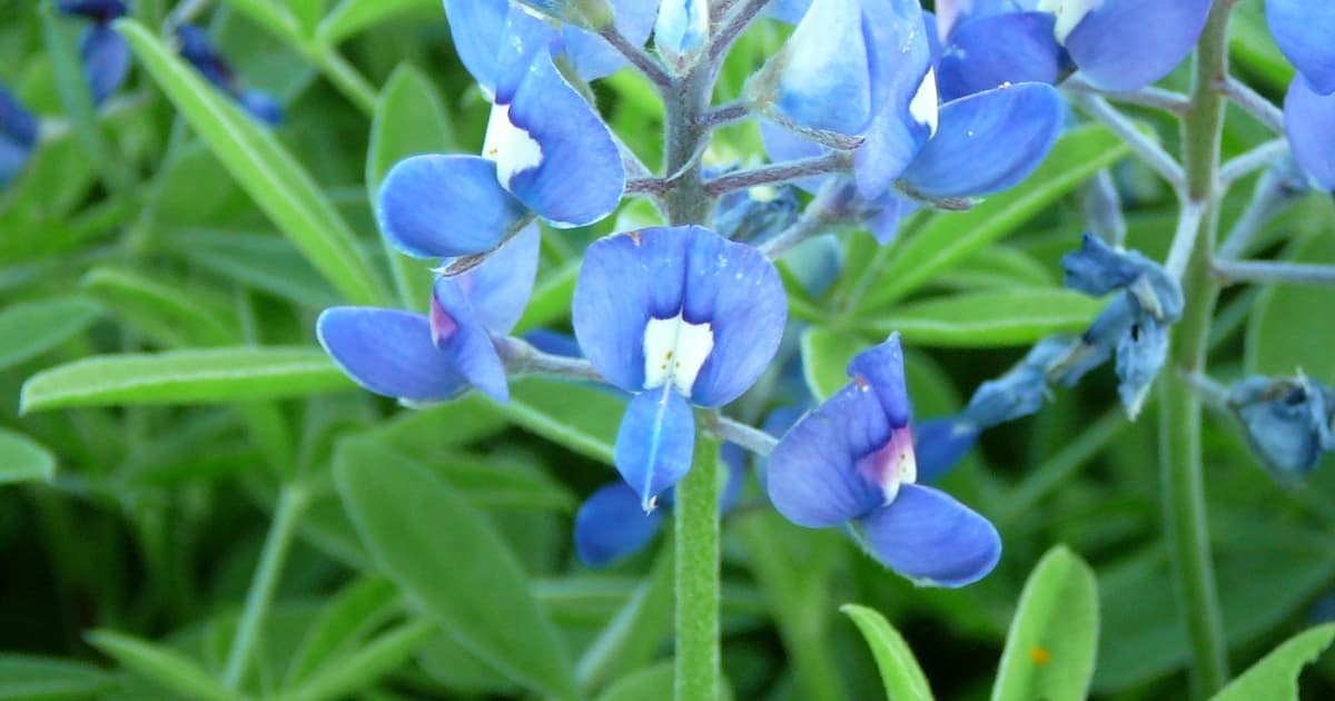 Texas bluebonnets (Lupinus texensis) in bloom — blue-purple flower spikes rising above palmately compound foliage, providing critical early-spring pollen to honeybee colonies in March and April