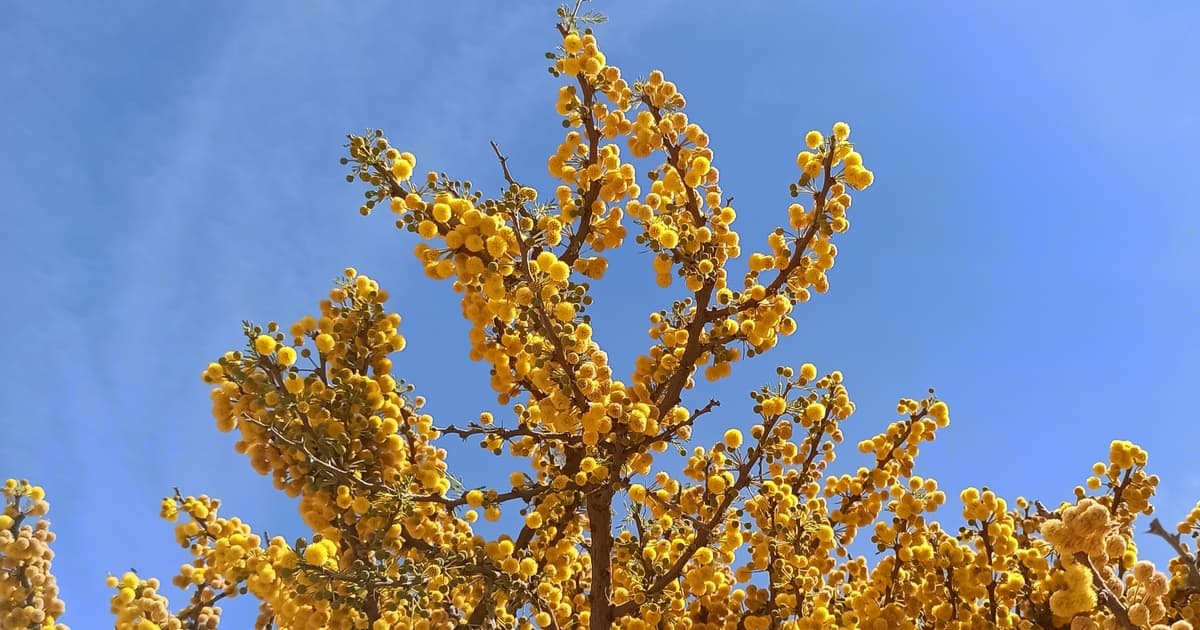 Huisache (Vachellia farnesiana) in bloom — dense clusters of golden globose flower heads on arching branches, opening in January when little else flowers in Central Texas