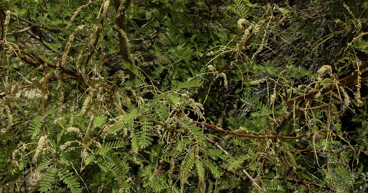 Honey mesquite (Prosopis glandulosa) showing creamy-yellow catkin flower racemes among bipinnate feathery leaves — the primary spring nectar flow for honeybees across Central Texas
