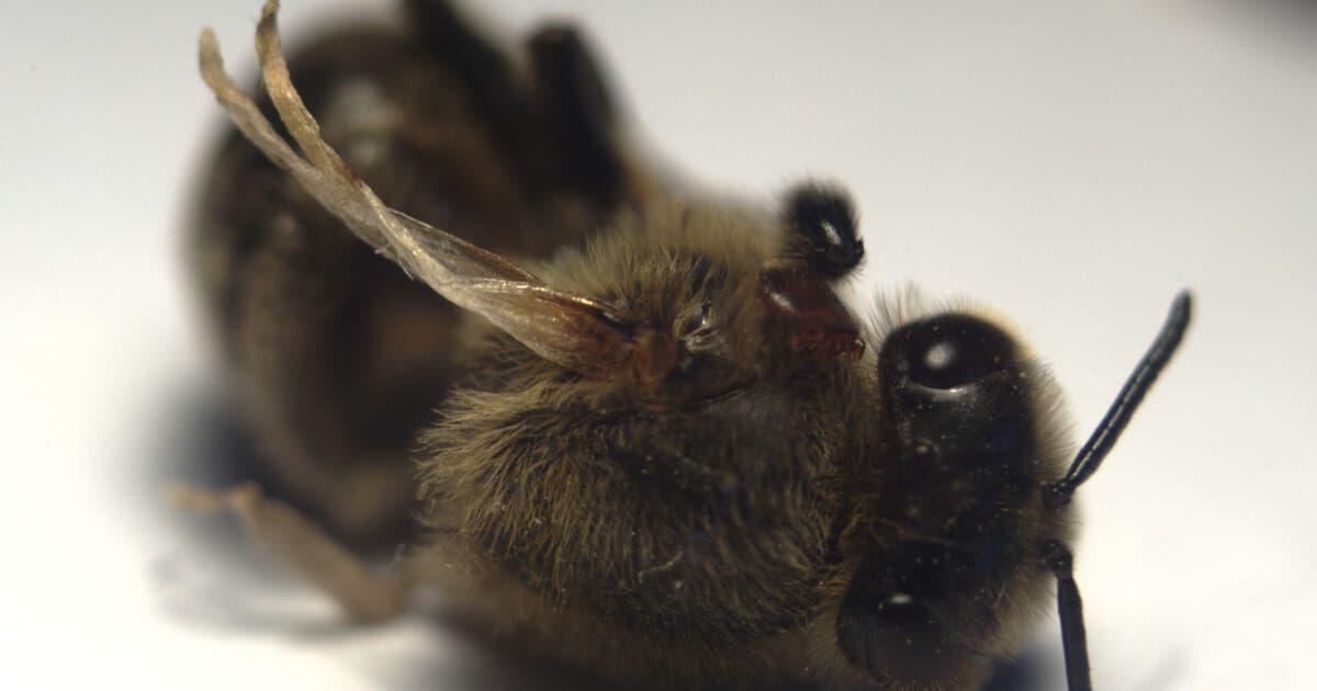 Honey bee with crumpled deformed wings and a Varroa mite visible on its body