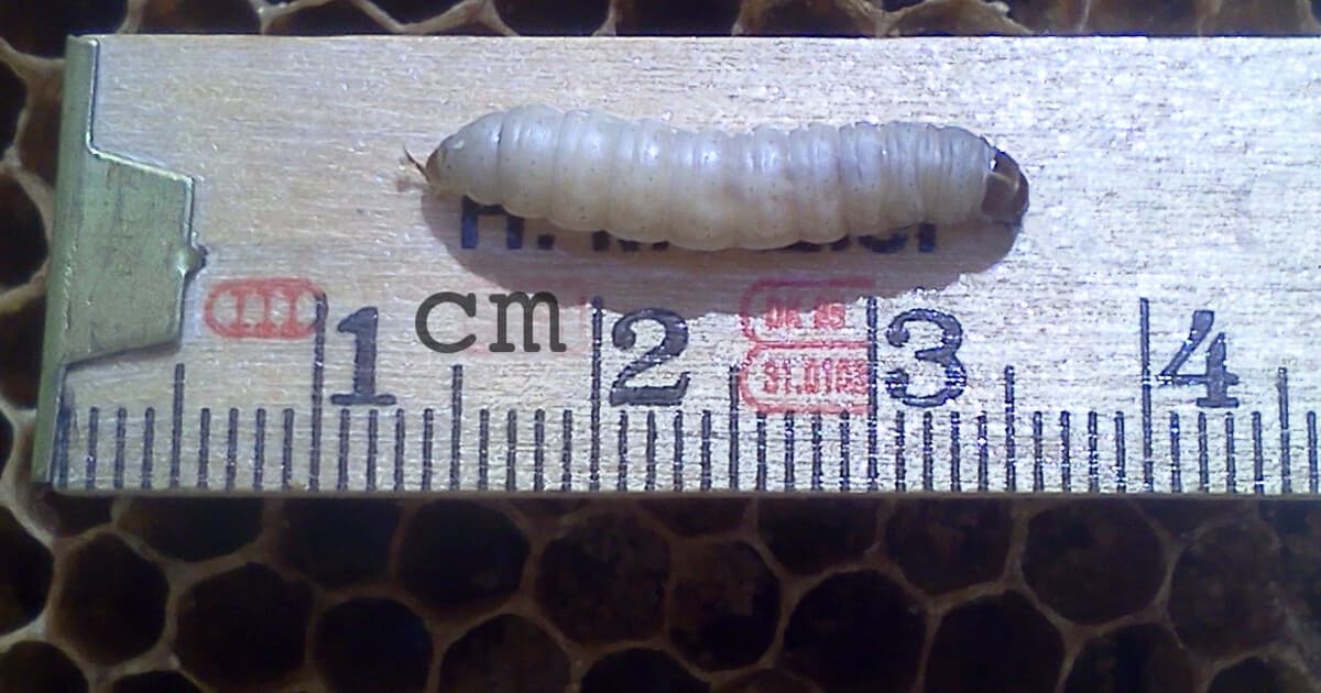 Greater wax moth larva on honeycomb