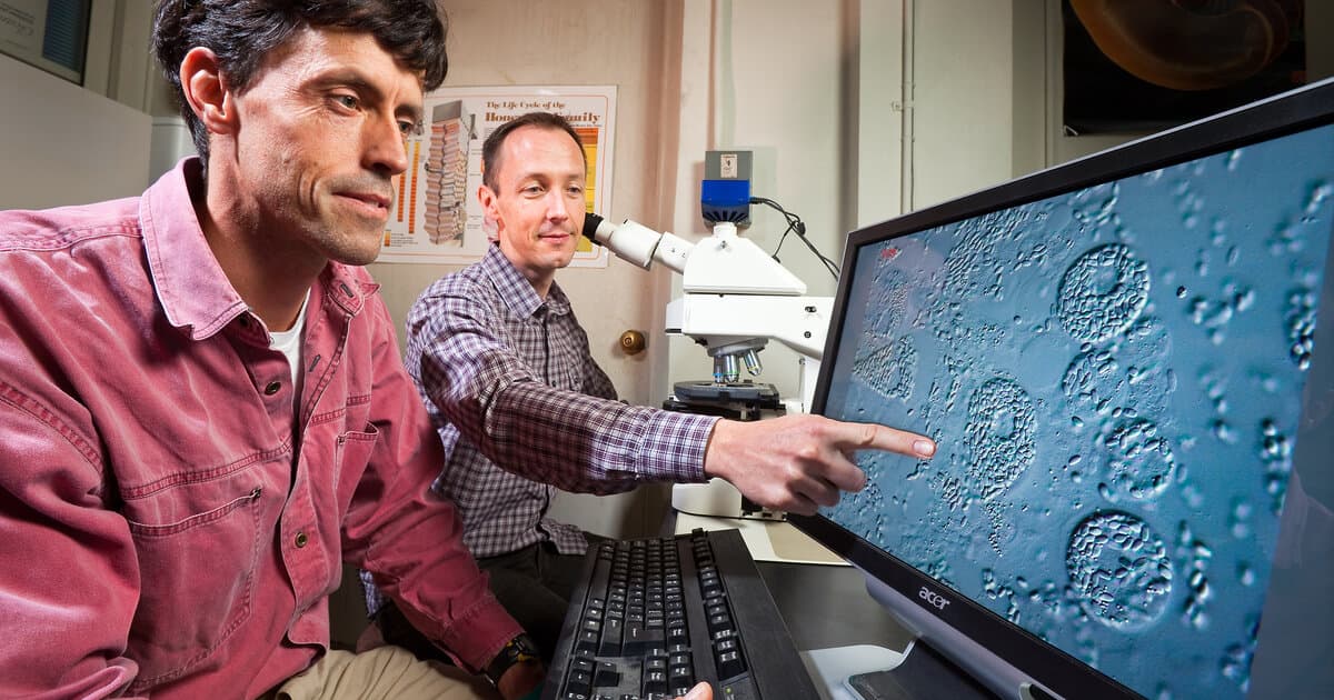 USDA ARS researchers using microscope to examine Nosema ceranae honey bee fungus spores
