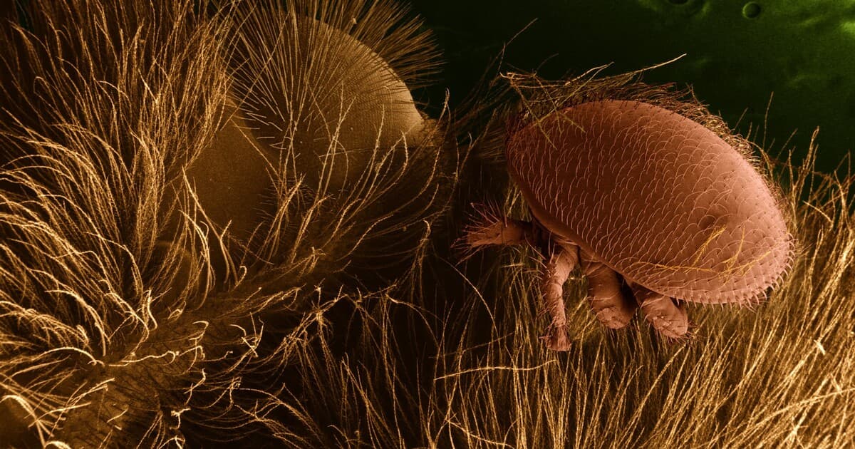 Varroa destructor mite on a honeybee host, scanning electron microscopy