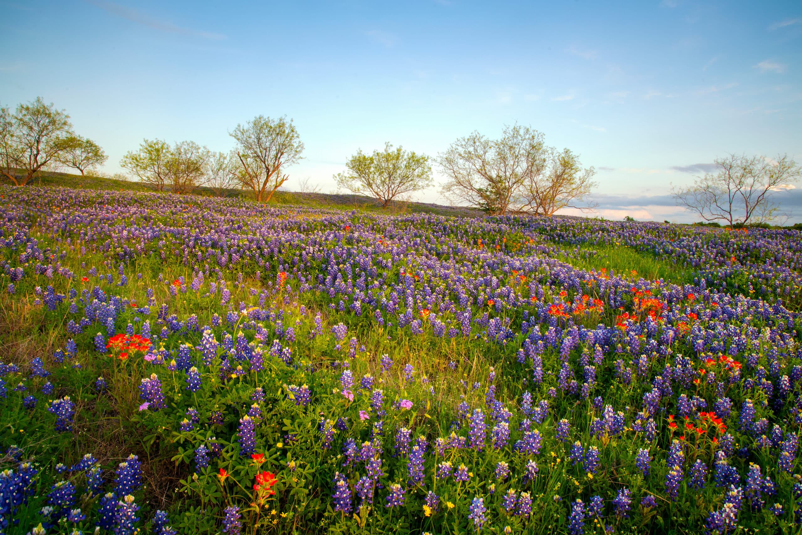 A Texas Hill Country field of spring bluebonnets