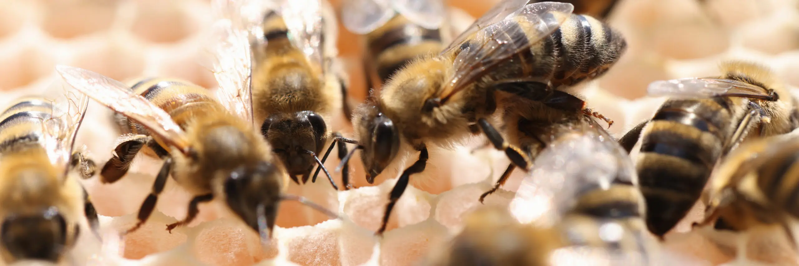 Honey Outlaw bees inspecting freshly drawn beeswax