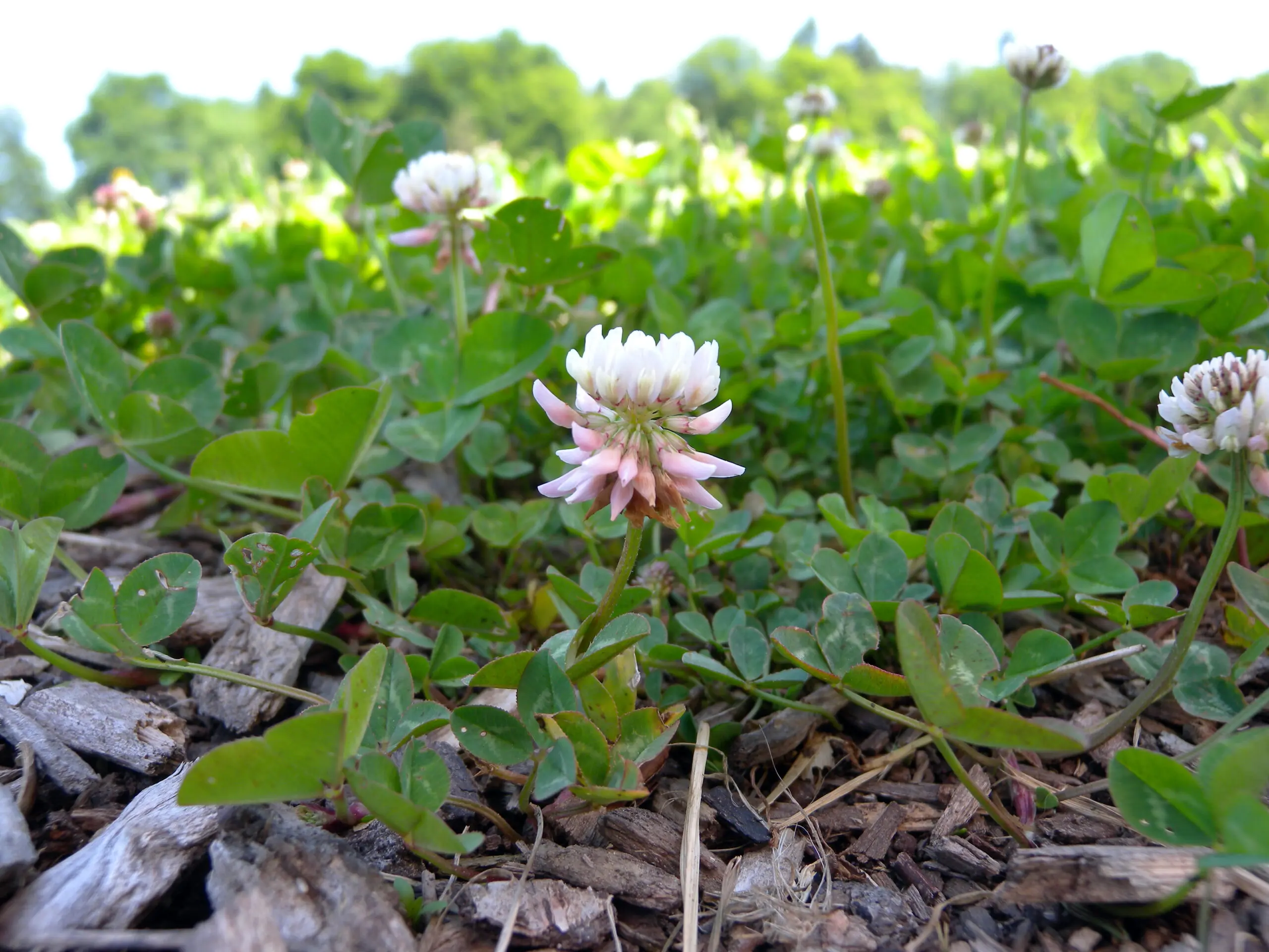 White clover (Trifolium repens) flowers and trifoliate leaves — a naturalized European pasture plant and reliable honeybee nectar source blooming April through October in Central Texas