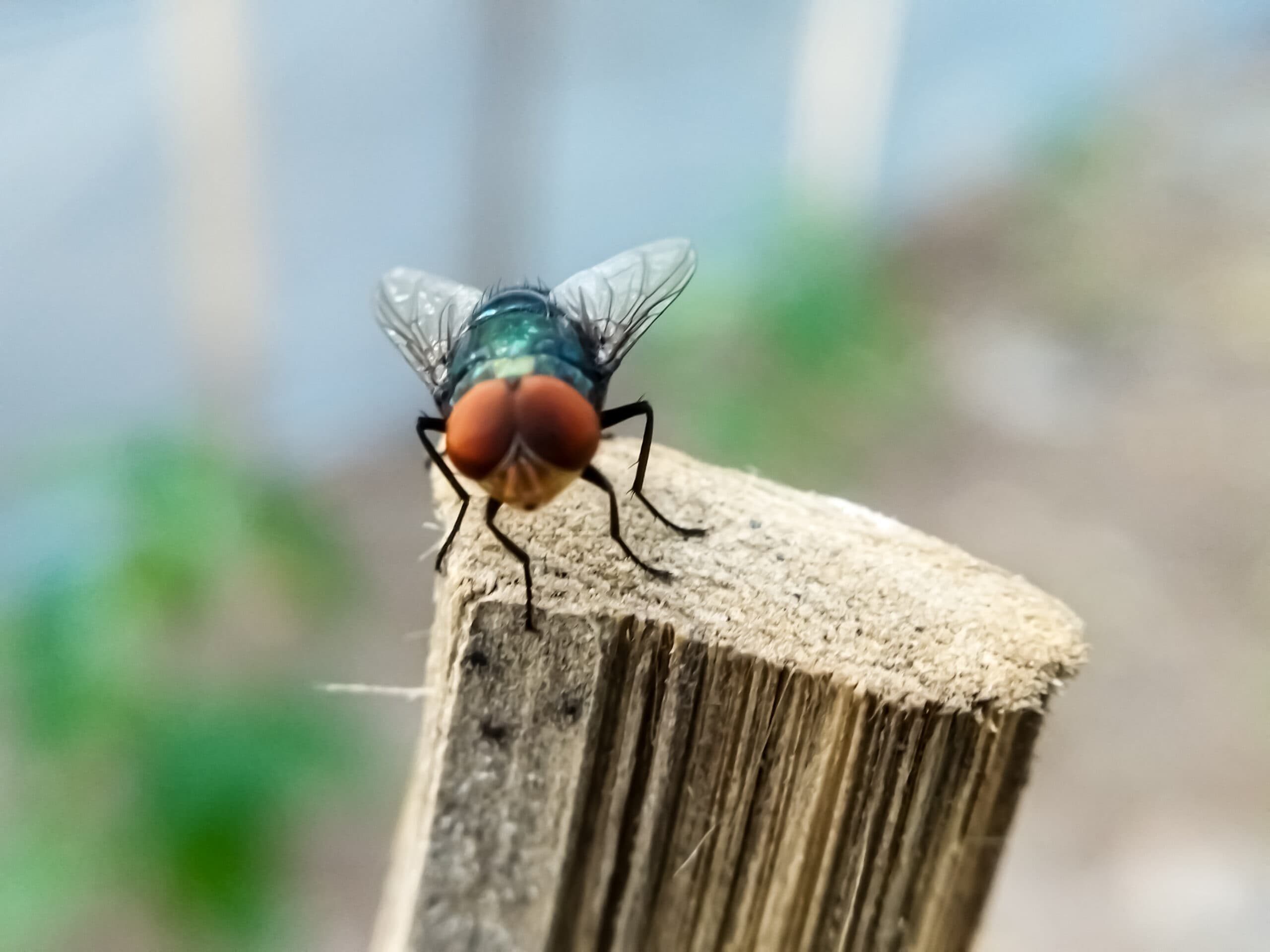 Ochliomyia hominivorax, an ecologic and economical pest.
