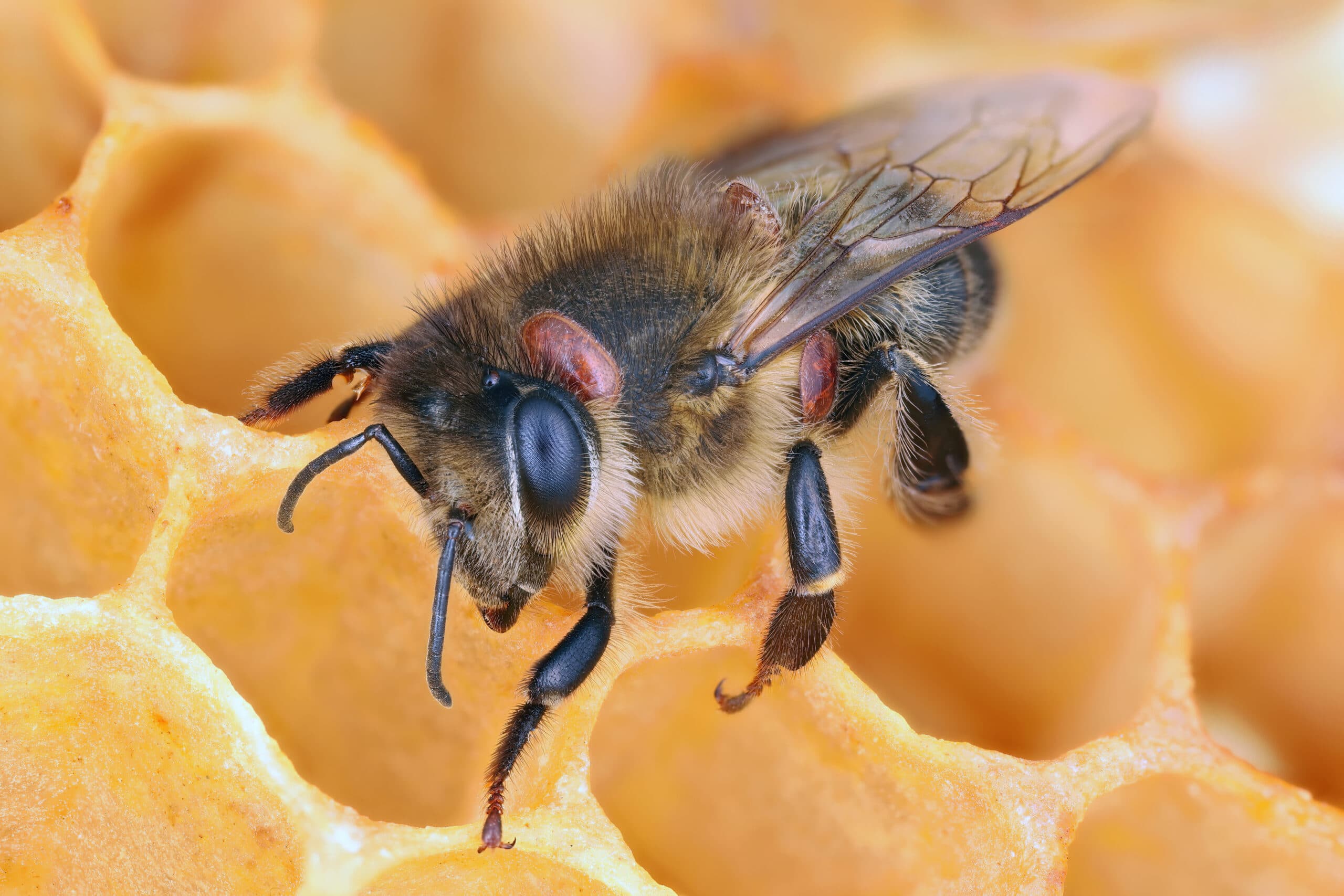 Honeybee infested with varroa mites